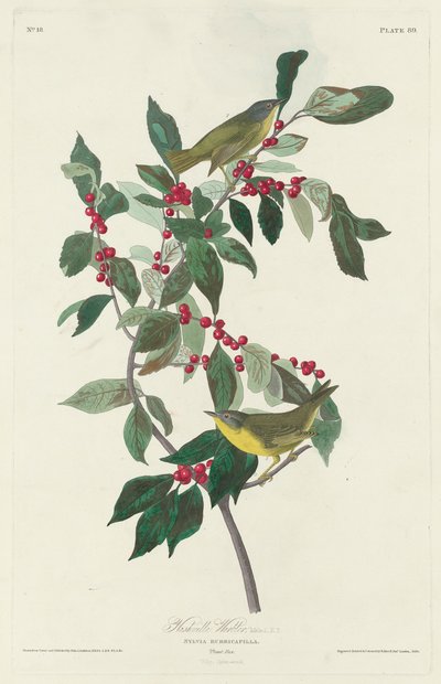 Paruline de Nashville, 1830 - John James Audubon